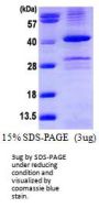 Human PP1 Catalytic Recombinant Protein