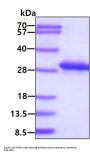 Human Rab11A Recombinant Protein