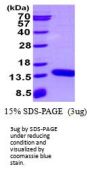 Mouse S100A3 Recombinant Protein