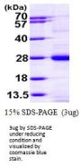 Human Rap1A Recombinant Protein