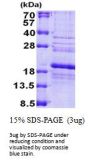 Human RPS24 Recombinant Protein