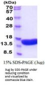 Human VAMP-2 Recombinant Protein