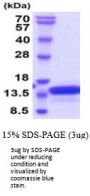 Mouse Vamp2 Recombinant Protein