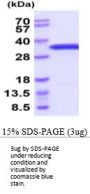 Mouse Eif4e Recombinant Protein