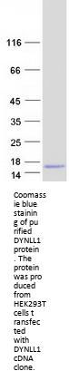 DYNLL1 (NM_001037495) Human Recombinant Protein