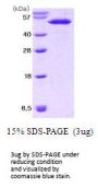 Mouse Nesfatin-1/Nucleobindin-2 Recombinant Protein