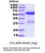 Human Smad3 Recombinant Protein