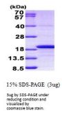 Human H3F3A Recombinant Protein