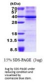 Human CDK3 Recombinant Protein