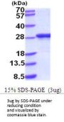 Mouse Apolipoprotein A-I Recombinant Protein