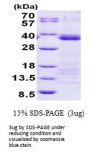Human U2AF1 Recombinant Protein