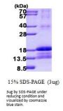 Human ID2 Recombinant Protein
