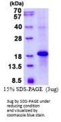 Human NKG2E Recombinant Protein