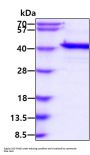 Human MCL1 Recombinant Protein