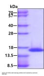 Feline IL-2 (C146S) Recombinant Protein