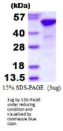 Human RBBP4 Recombinant Protein