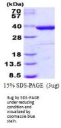 Human Syntaxin 4 Recombinant Protein
