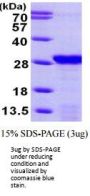 Human PDAP1 Recombinant Protein