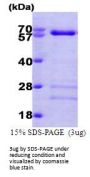 Human Smad4 Recombinant Protein