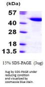 Human CuL1 Recombinant Protein