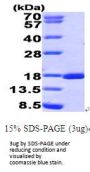 Human RUNX3/CBFA3 Recombinant Protein