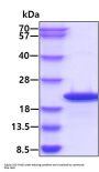 Human CIRBP Recombinant Protein