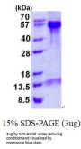 Human Beclin 1 Recombinant Protein