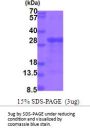 Human FGF-BP Recombinant Protein