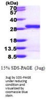 Human MESDC2 Recombinant Protein