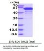 Human BRD3 Recombinant Protein