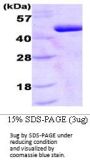 Human PDK1 Recombinant Protein