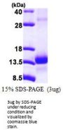 Human TCEB1 Recombinant Protein