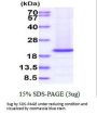 Human RheB Recombinant Protein