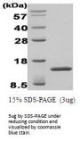 Human beta IG-H3 Recombinant Protein