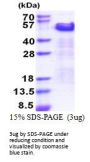 Human TRIP10 Recombinant Protein