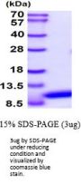 Human Cellubrevin Recombinant Protein