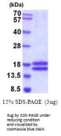Human IL-17A Recombinant Protein