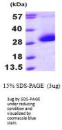 Human CDKN3 Recombinant Protein