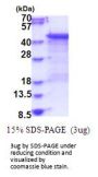 Human MKP-3 Recombinant Protein