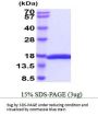 Canine IL-2 (C147S) Recombinant Protein