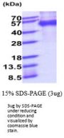 Mouse Mfge8 Recombinant Protein