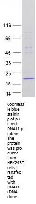 DNAL1 (NM_031427) Human Recombinant Protein