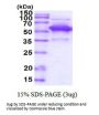 Human PDCD4 Recombinant Protein