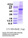 Human PLA1A Recombinant Protein