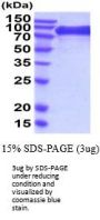 Mouse ErbB3/Her3 Recombinant Protein
