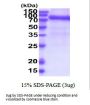 Rat GFR alpha-1 Recombinant Protein