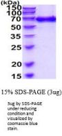 Mouse Eng Recombinant Protein
