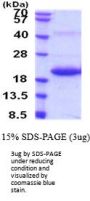 Rat IL-33 Recombinant Protein