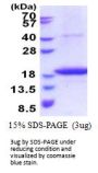 Human STEAP4 Recombinant Protein