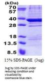Human TPGS2 Recombinant Protein